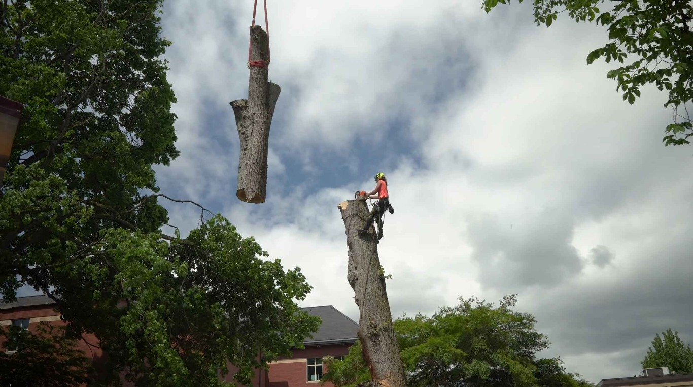 Professional crane-assisted tree removal in Celina, TX